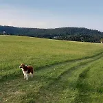 Auerhahn *