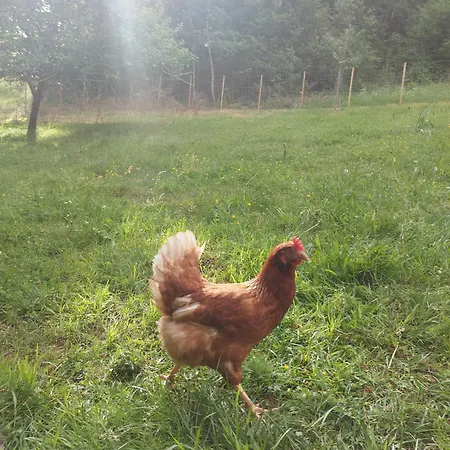 Lägenhet Auerhahn *